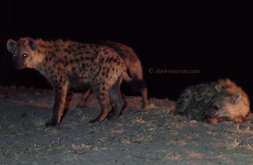 07 - Harar hyenas, Ethiopia