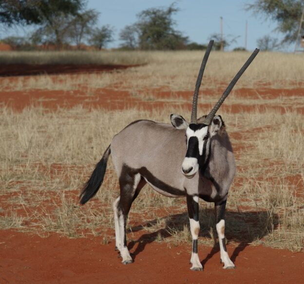 an-oryx